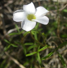 Oxalis pusilla