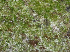 Ulva rigida