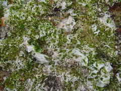 Ulva rigida