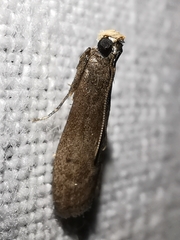 Eccopisa effractella