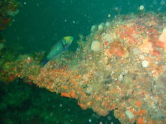 Thalassoma hebraicum