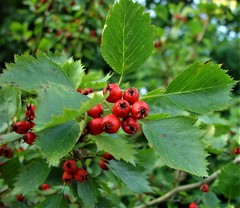 Crataegus coccinea