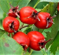 Crataegus coccinea
