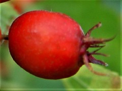 Crataegus coccinea