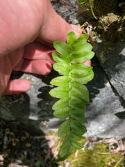 Polypodium hesperium