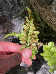 Polypodium hesperium