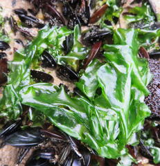 Ulva fasciata