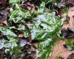 Ulva fasciata