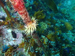 Pseudactinia flagellifera