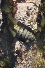 Onithochiton literatus