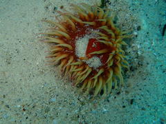 Pseudactinia flagellifera
