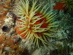 Pseudactinia flagellifera