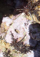 Ceramium poeppigianum