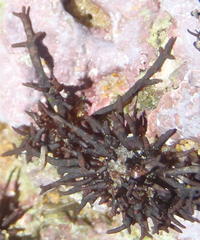 Ceramium poeppigianum