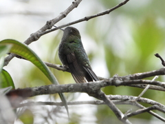 Haplophaedia aureliae