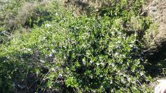 Solanum guineense