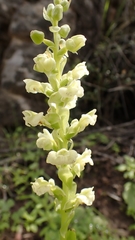 Pterygodium volucris