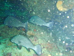 Umbrina canariensis