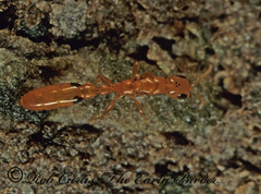 Pseudomyrmex simplex