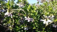 Solanum guineense