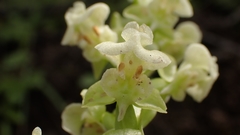 Pterygodium volucris