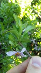 Solanum guineense