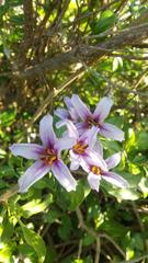 Solanum guineense