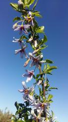 Solanum guineense