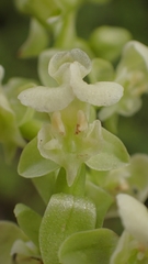 Pterygodium volucris