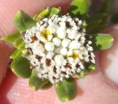 Phylica litoralis