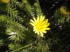 Cullumia carlinoides