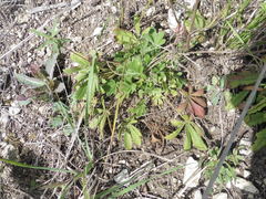 Potentilla humifusa