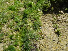 Ulva rigida