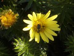 Cullumia carlinoides