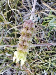 Sideritis hyssopifolia