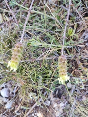 Sideritis hyssopifolia