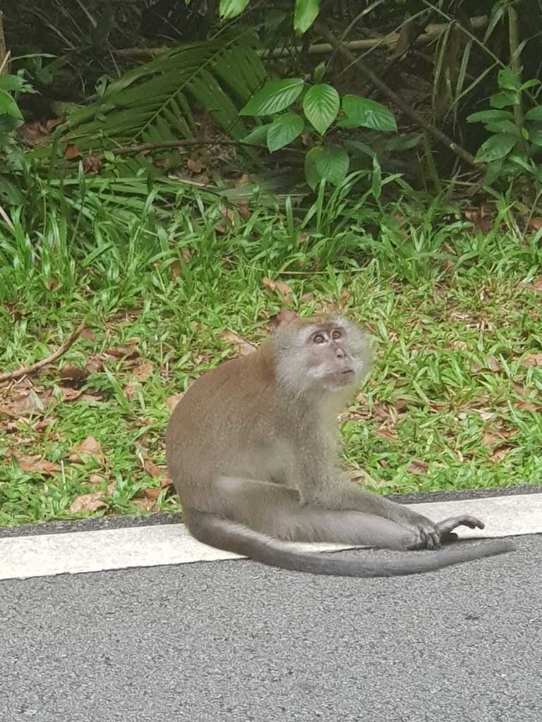 Long-tailed Macaque from Central Water Catchment, Singapore on ...