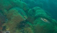 Chirodactylus brachydactylus