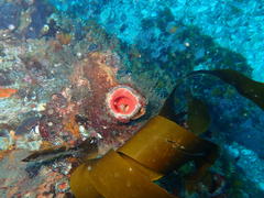 Pyura stolonifera