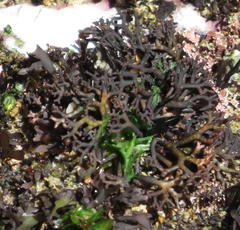Gracilaria