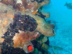 Pyura stolonifera