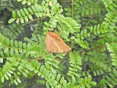 Charaxes bernardus