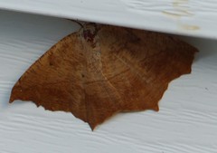 Euchlaena johnsonaria