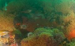 Chirodactylus brachydactylus