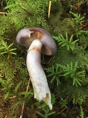 Cortinarius salor