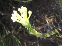 Gnidia chrysophylla