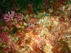 Halgerda dichromis
