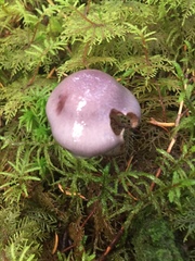 Cortinarius salor