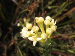 Gnidia chrysophylla