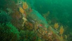 Chirodactylus brachydactylus